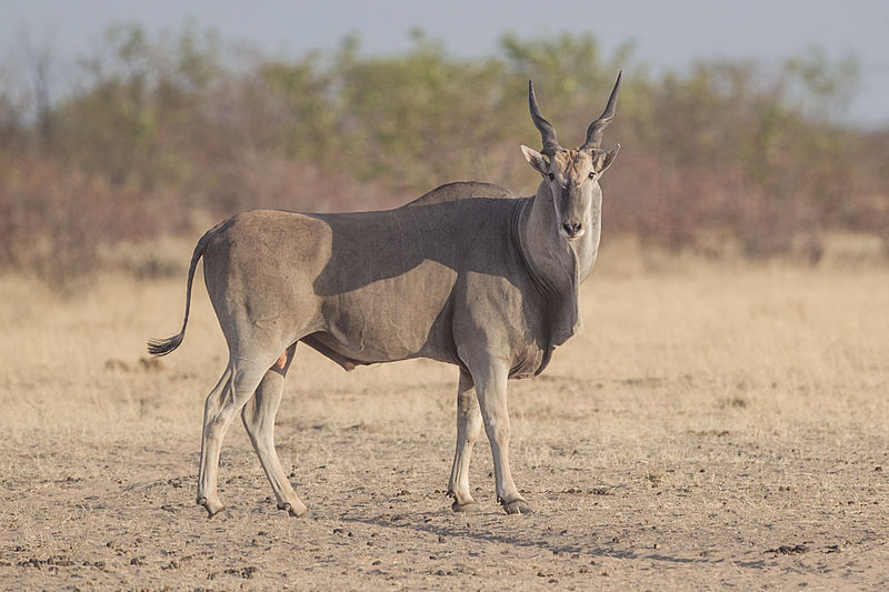 Game Meat Trader