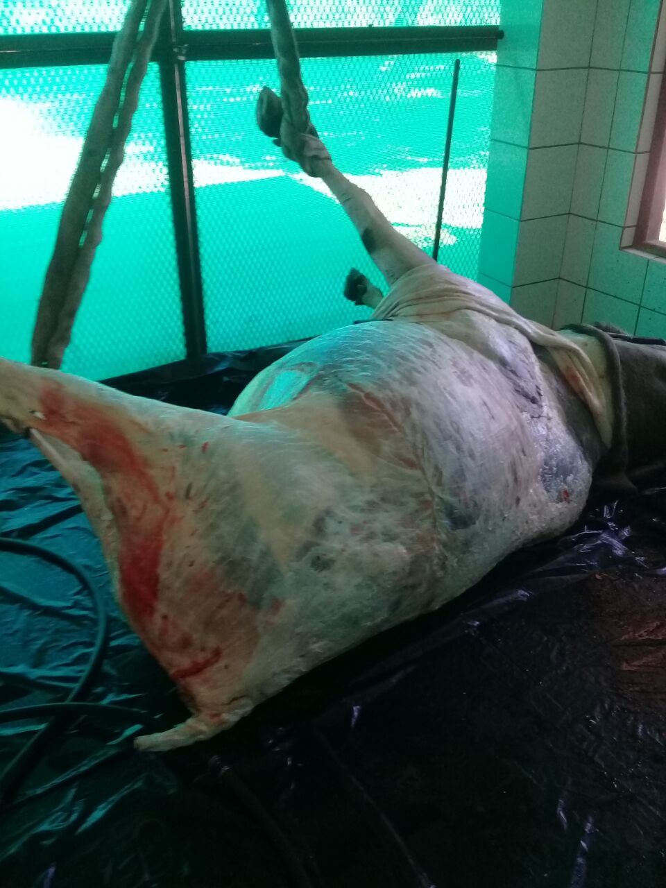 Game Meat Trader