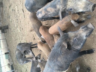 Game Meat Trader