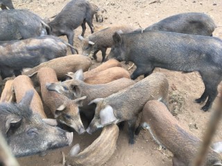 Game Meat Trader